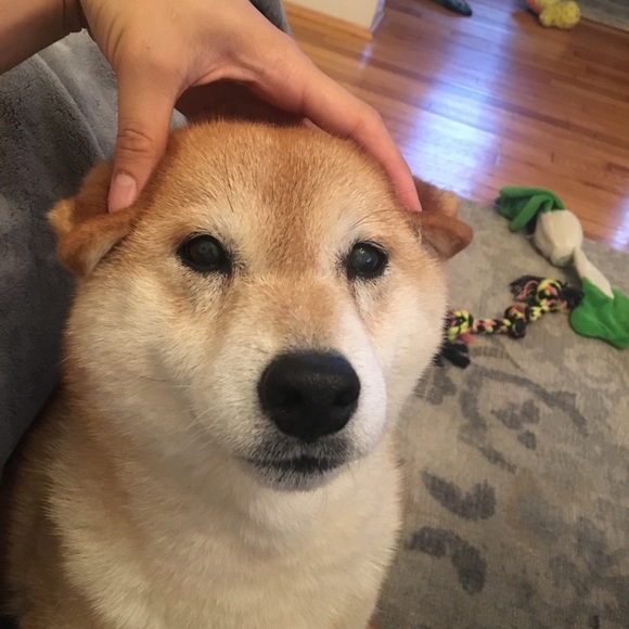 Meet your Posher, Steven - Picture 1 of 1